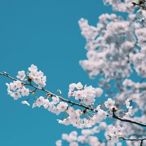 一道本在线视频
